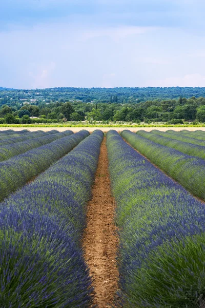 Campo di lavanda in provenienza — Foto Stock