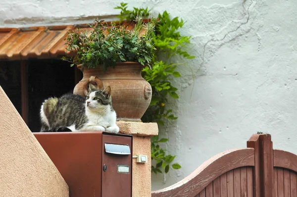 Guarda gato na frança — Fotografia de Stock