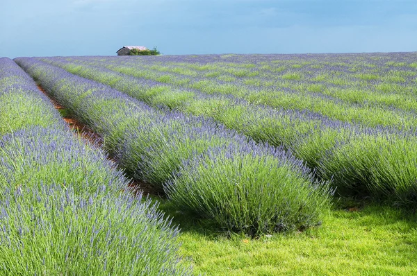Valensole: fields of lavender — Stock Photo, Image