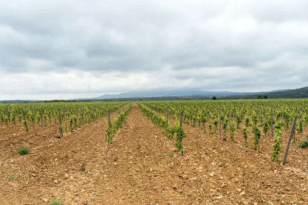 Vineyard in Languedoc-Roussillon (France) — Stock Photo, Image
