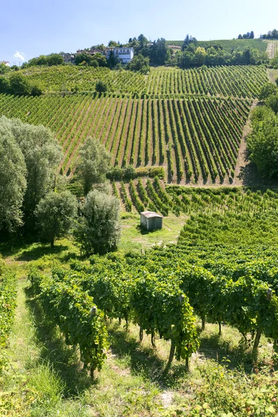 Winnice w Oltrepo Pavese (Włochy) — Zdjęcie stockowe