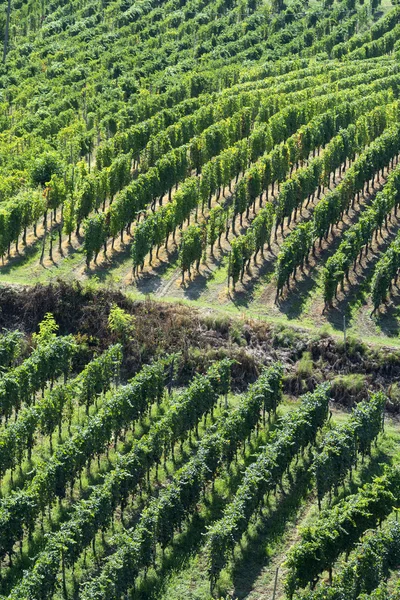 Wijngaarden in Oltrepo Pavese (Italië) — Stockfoto