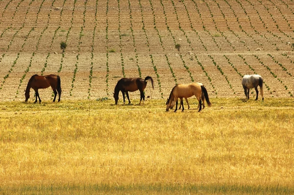 Caballos en pastos cerca de Montpellier —  Fotos de Stock