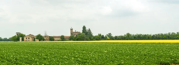 Fältet av potatis i Piemonte — Stockfoto