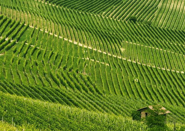 Paisaje en Langhe (Piamonte ) — Foto de Stock