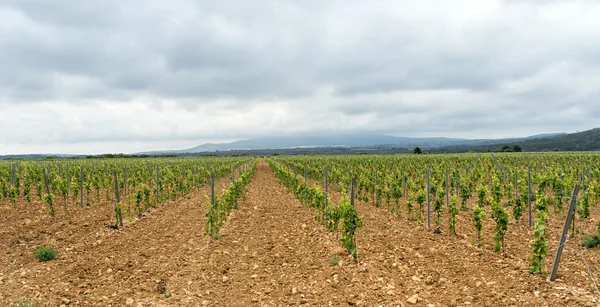 Viñedo en Languedoc-Rosellón (Francia ) — Foto de Stock