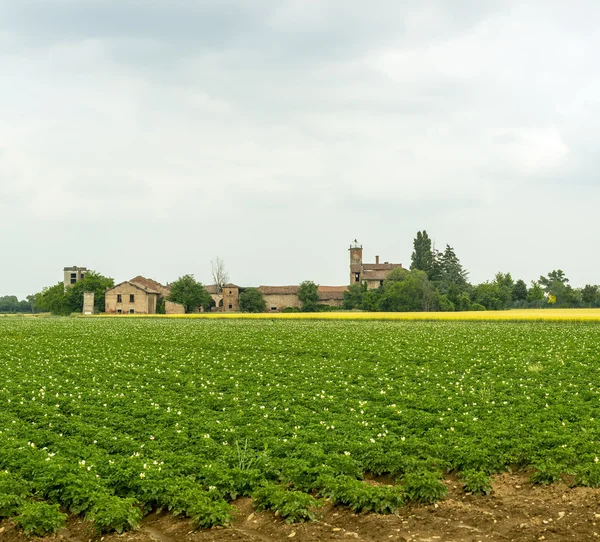 Pola ziemniaków w Piemoncie — Zdjęcie stockowe