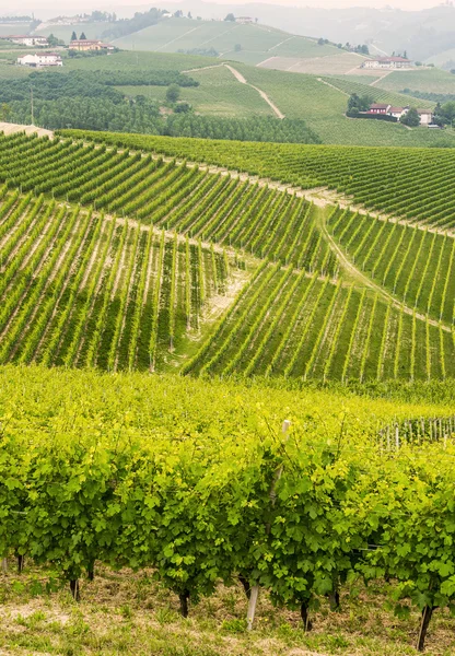 Paisaje en Langhe (Piamonte ) —  Fotos de Stock