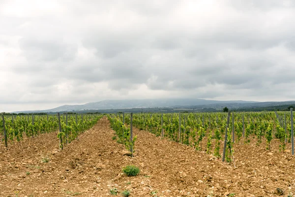 Viñedo en Languedoc-Rosellón (Francia ) —  Fotos de Stock