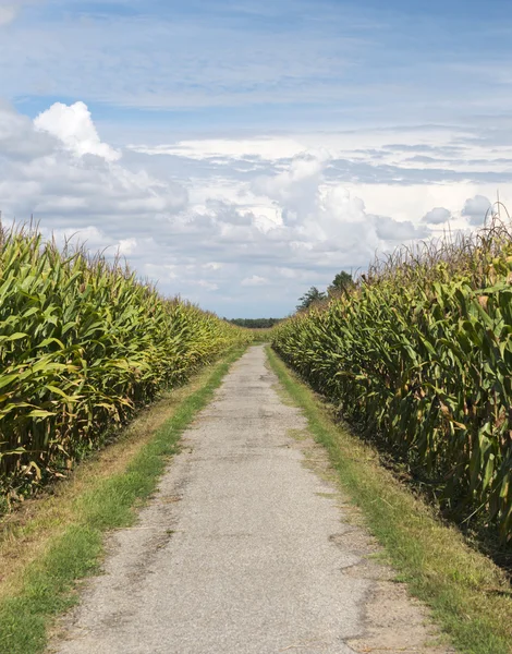 Landschaft bei Morimondo (Mailand)) — Stockfoto