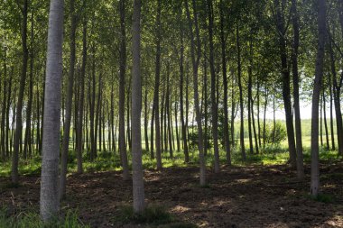 Bereguardo kanal (Imilan)