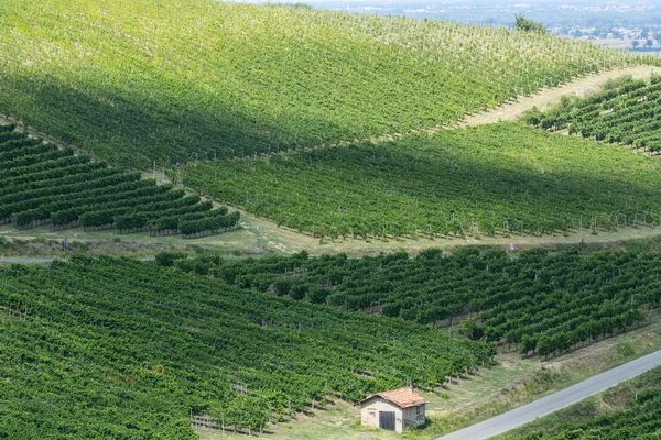 Vinice v Oltre Pavese (Itálie) — Stock fotografie