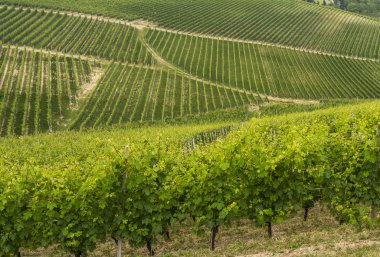 Langhe (Piedmont peyzaj)