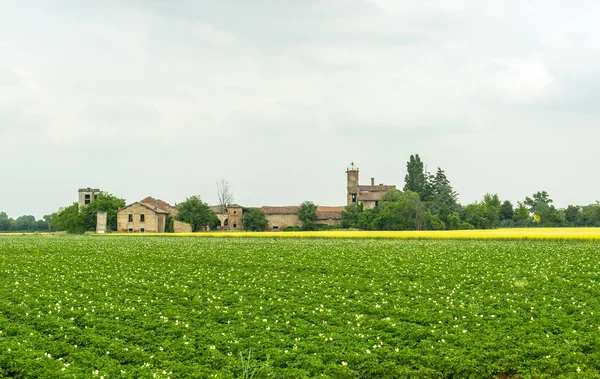 Pola ziemniaków w Piemoncie — Zdjęcie stockowe