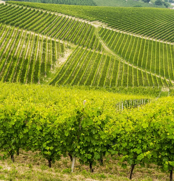 Landscape in Langhe (Piedmont) — Stock Photo, Image