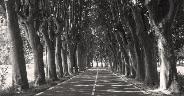 プロヴァンス (フランスの道路) — ストック写真