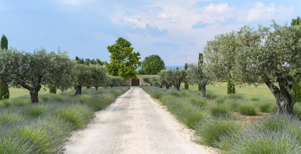 Farma v Provence — Stock fotografie