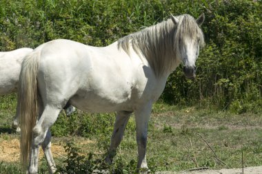Camargue (Provence beyaz at)