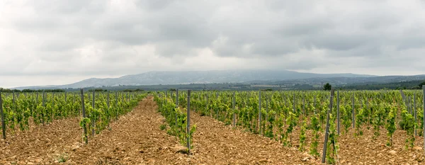 Winnica w Langwedocji Roussillon (Francja) — Zdjęcie stockowe