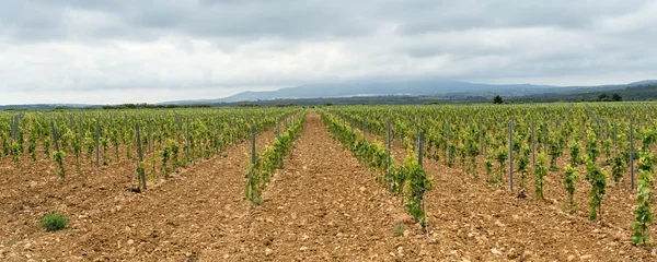 Vineyard in Languedoc-Roussillon (France) — Stock Photo, Image