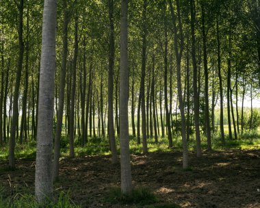 Bereguardo kanal (Imilan)