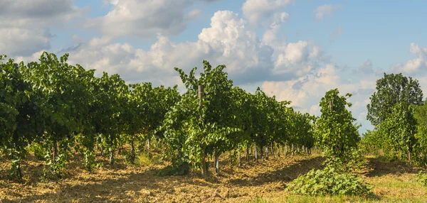 Vinice v Oltre Pavese (Itálie) — Stock fotografie