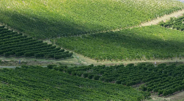 Oltrepo パヴェーゼ (イタリアのブドウ畑) — ストック写真