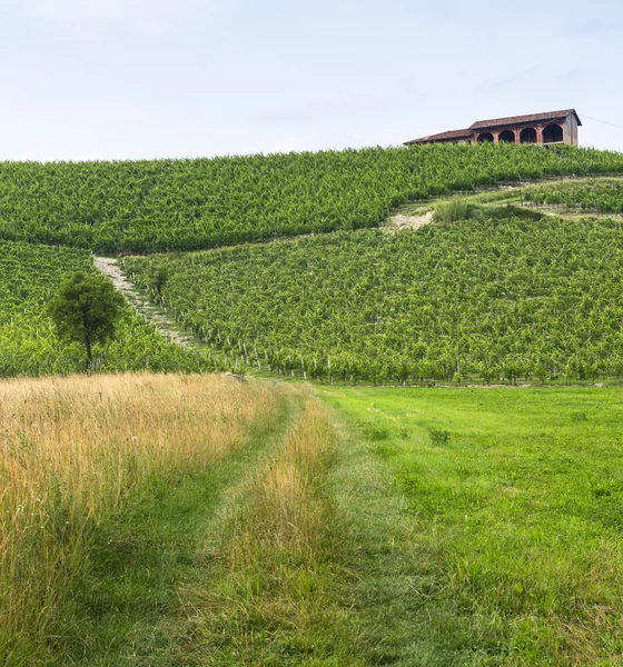 Monferrato (Piedmont): landscape — Stok Foto
