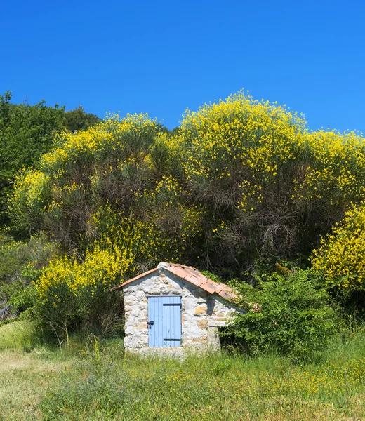 Vassouras e escovas em Provence (France ) — Fotografia de Stock