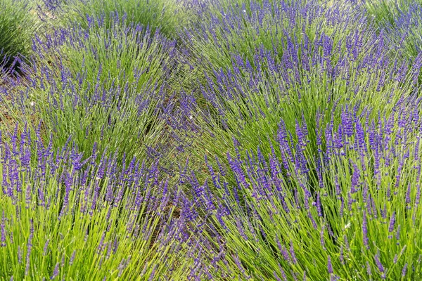 Lavanda em Provence — Fotografia de Stock