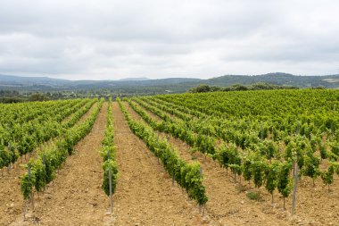 Languedoc-Roussillon (Fransa bağ)