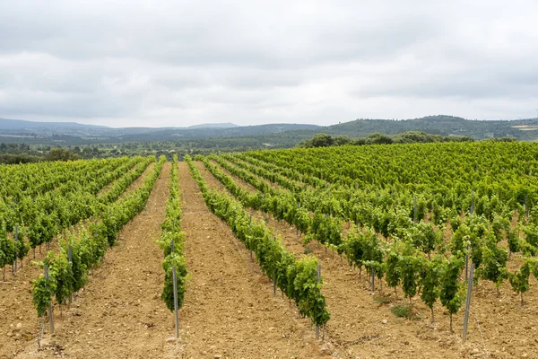 Vingård i Languedoc-Roussillon (Frankrike) — Stockfoto