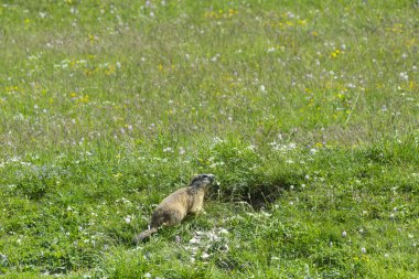 İtalyan Alpleri'nde köstebek
