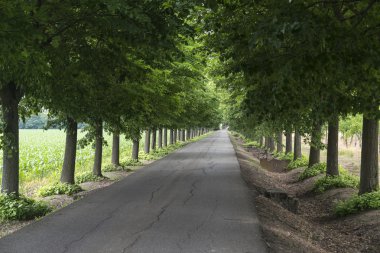 Yol ve ağaçlar Alessandria yakınındaki
