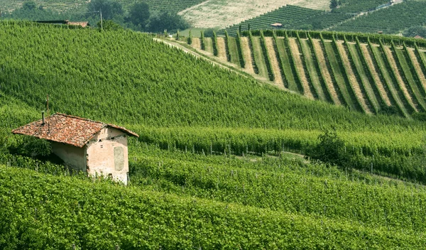 Krajina v Langhe (Piemont) — Stock fotografie