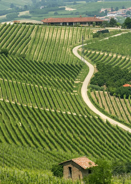 Krajobraz w Langhe (Piemont) — Zdjęcie stockowe