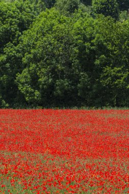 La Breole (Haute Provence)