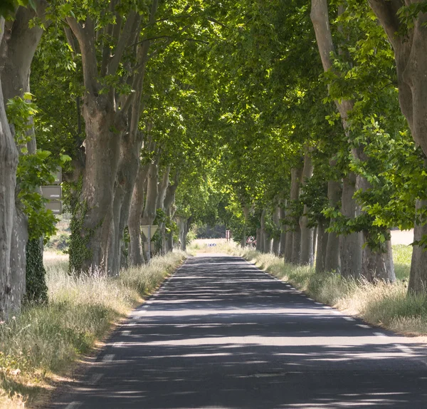 Дорога с большими деревьями во Франции — стоковое фото