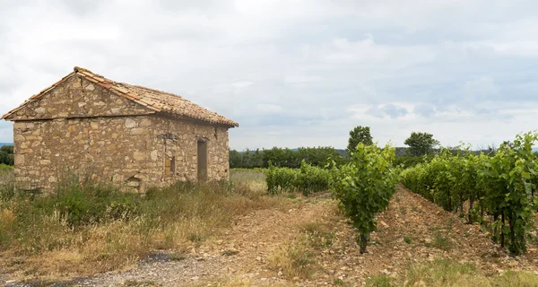 Winnica w Langwedocji Roussillon (Francja) — Zdjęcie stockowe