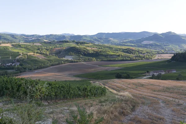 Viñedos en Oltrepo Pavese (Italia) ) —  Fotos de Stock