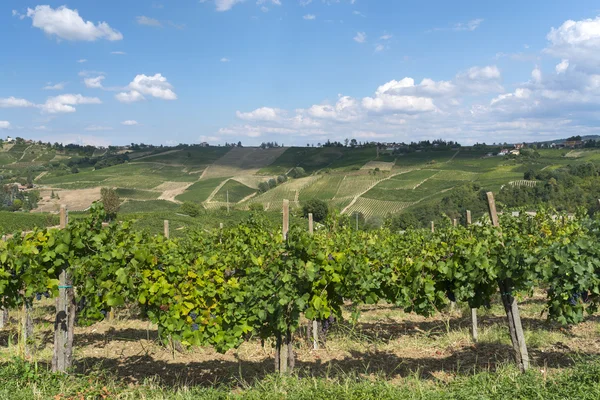 Viñedos en Oltrepo Pavese (Italia) ) — Foto de Stock