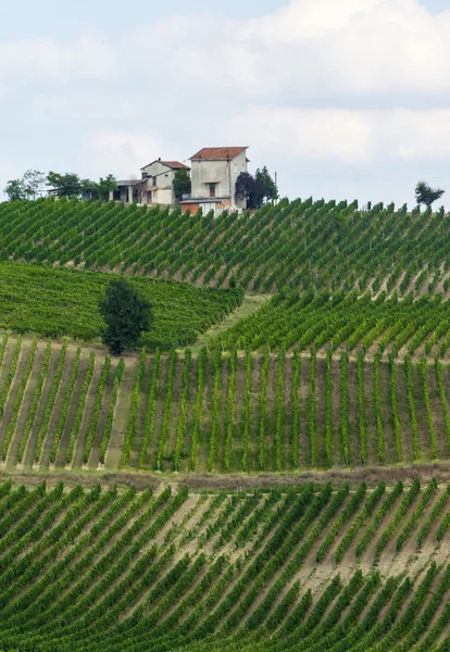 Wijngaarden in Oltrepo Pavese (Italië) — Stockfoto