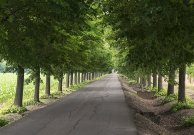 Yol ve ağaçlar Alessandria yakınındaki