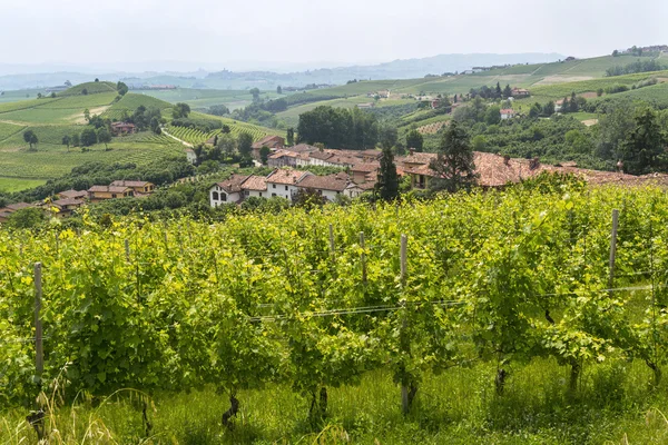 Krajina v Langhe (Piemont) — Stock fotografie