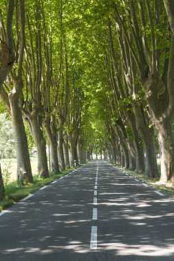 Provence (Fransa yolda)