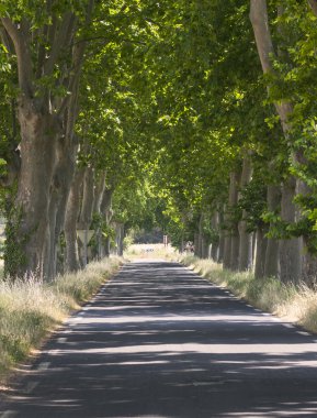 Büyük ağaçlar Fransa olan yol