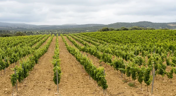 Vignoble en Languedoc-Roussillon (France) ) — Photo