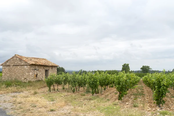 Виноградник в Лангедок-Руссийон (Франция) ) — стоковое фото