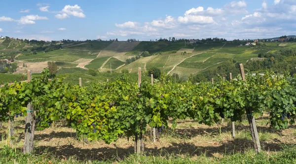 Виноградники в Oltrepo Павезе (Італія) — стокове фото