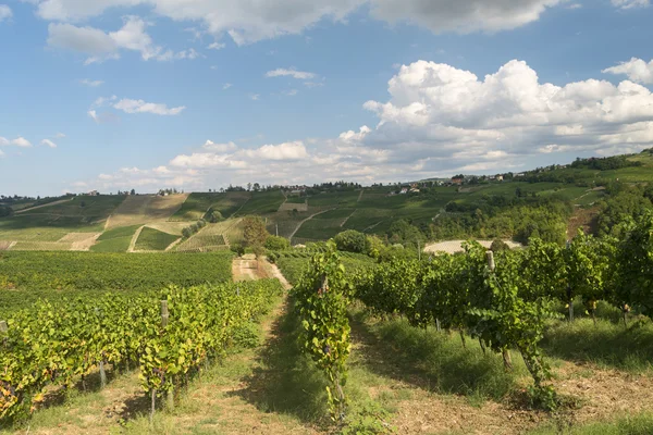 Vignobles en Oltrepo Pavese (Italie ) — Photo